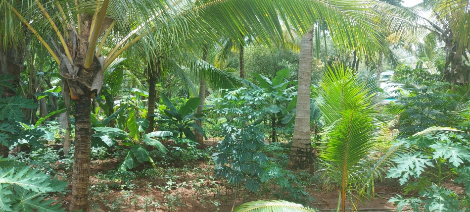 der tropische Garten des Boko Boko