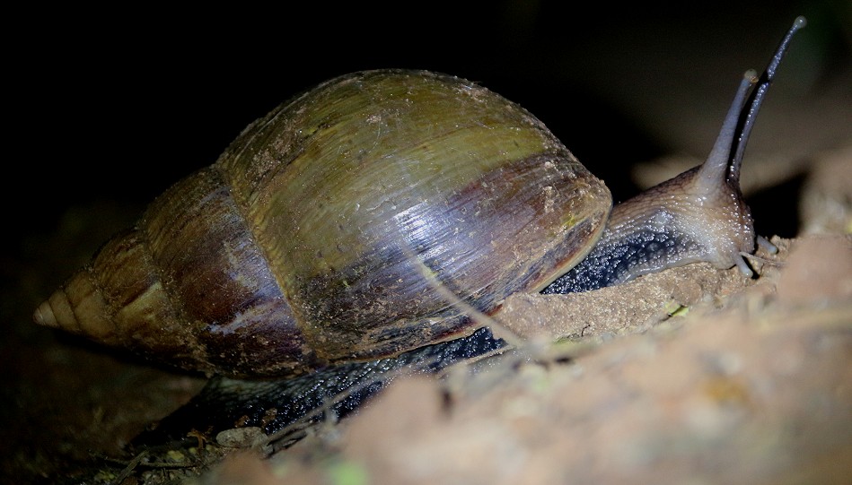 Achatschnecke