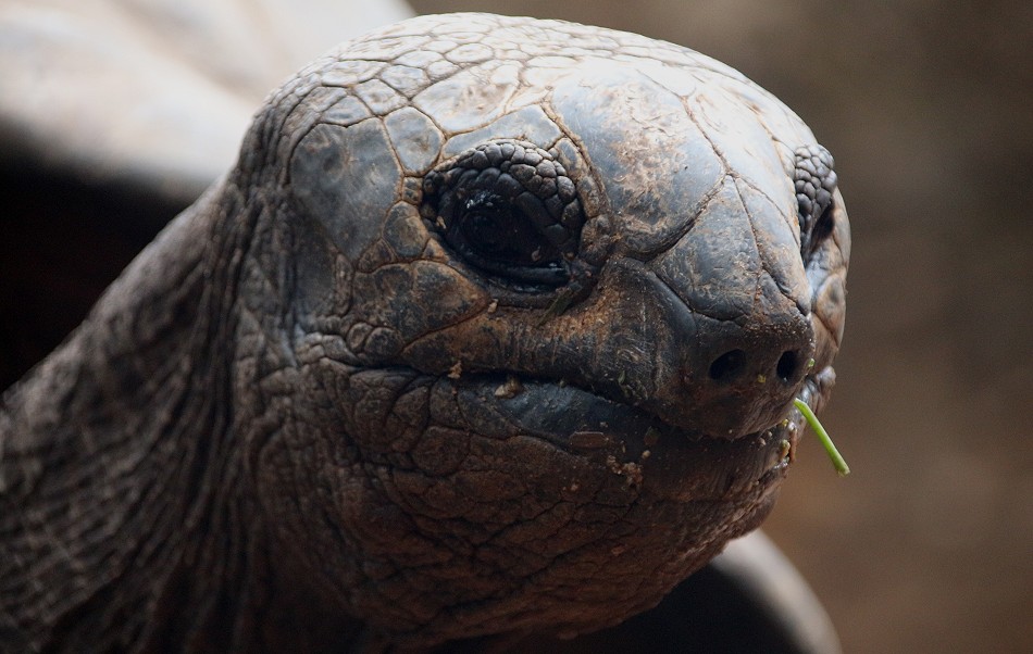Aldabra Riesenschildkröte