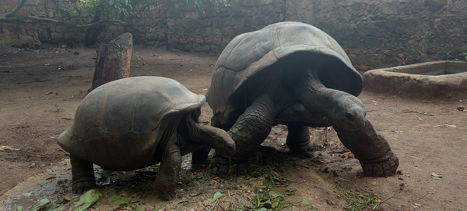 Aldabra Riesenschildkröten im Garten des Boko Boko
