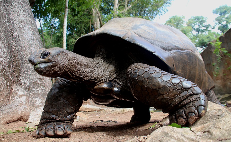 Aldabra Riesenschildkröte