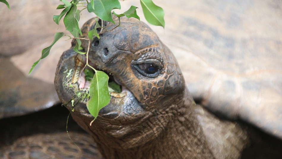Aldabra Riesenschildkröte