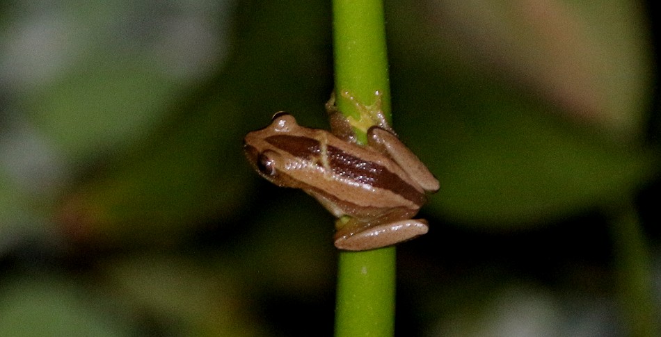 Bananenfrosch