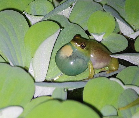 Argus Riedfrosch