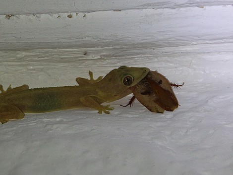 Hausgecko mit erbeuteter Schabe