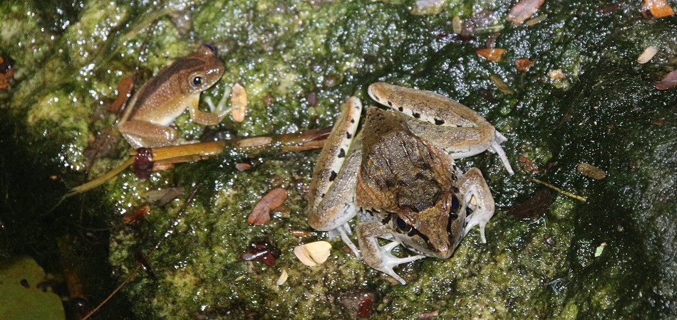 Springfrosch