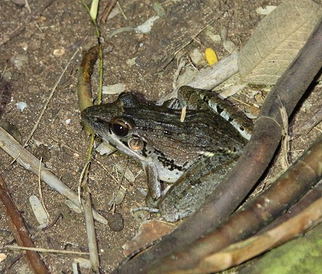 Springfrosch