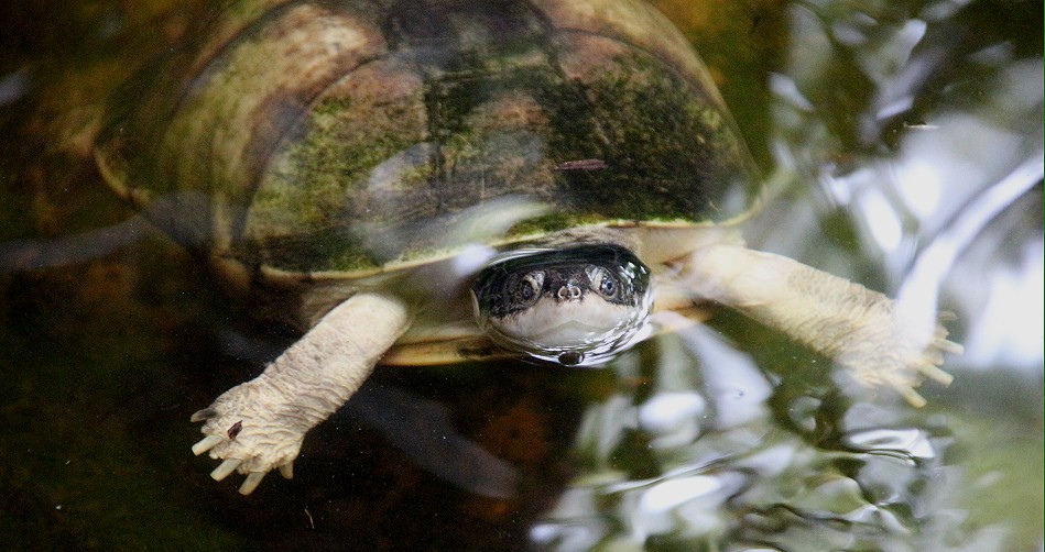 Klappbrust-Pelomedusenschildkröte