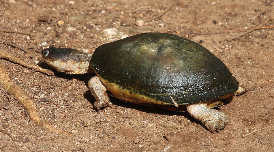 Klappbrust-Pelomedusenschildkröte