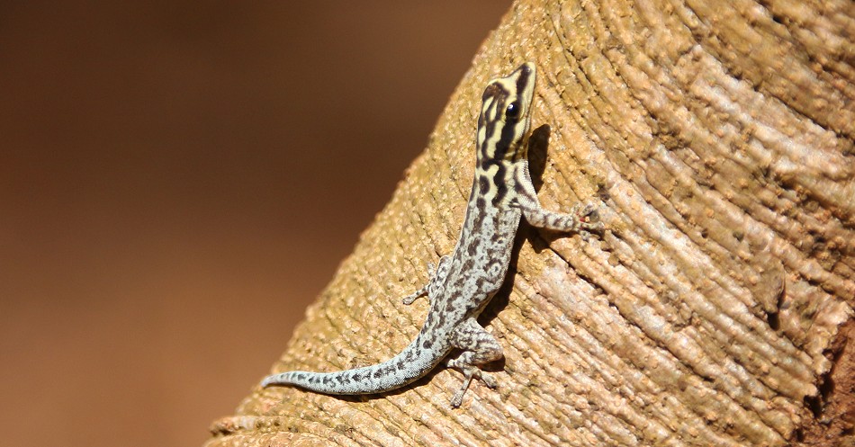 Weißkopfzwergecko