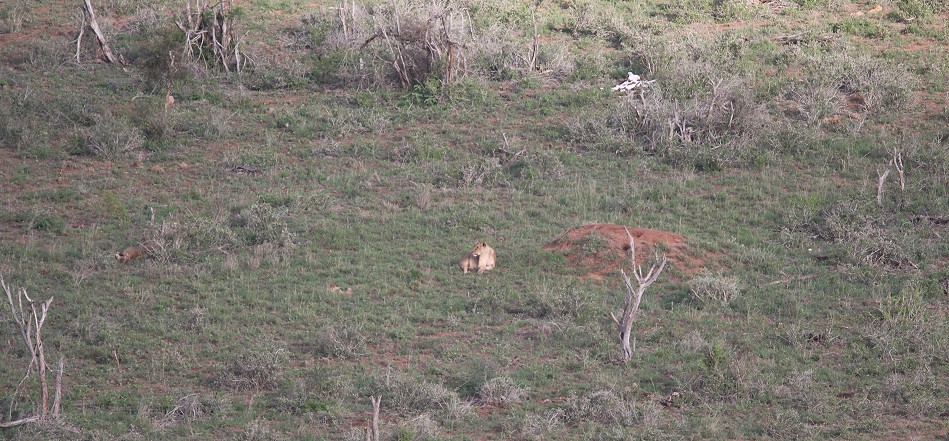 Soroi Lions Bluff Lodge