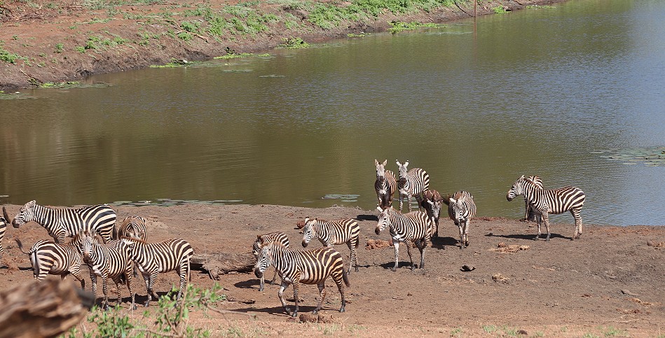 Zebras am und im Bura Dam
