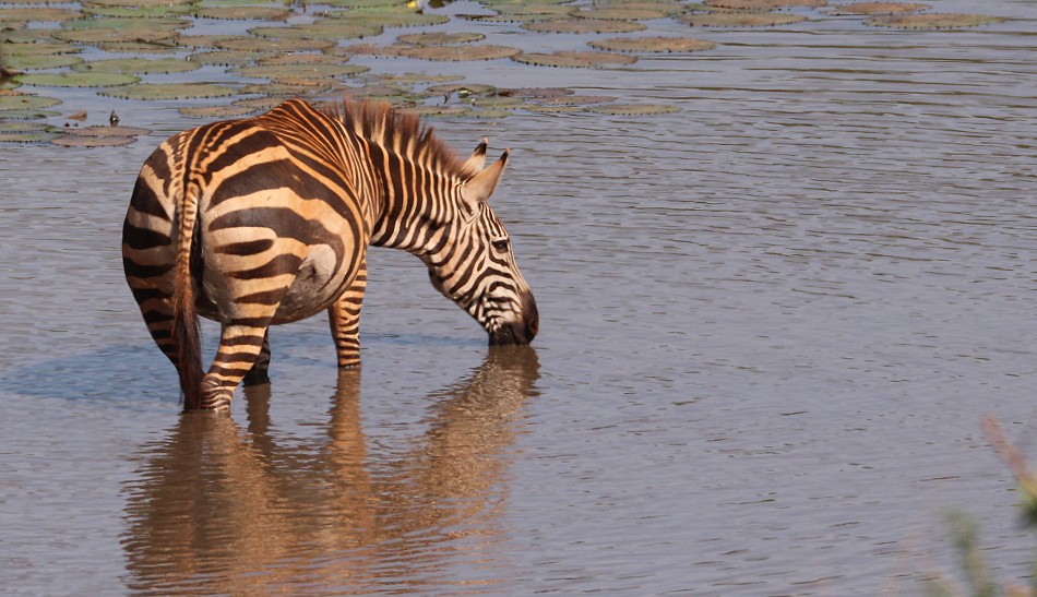 Zebras am und im Bura Dam