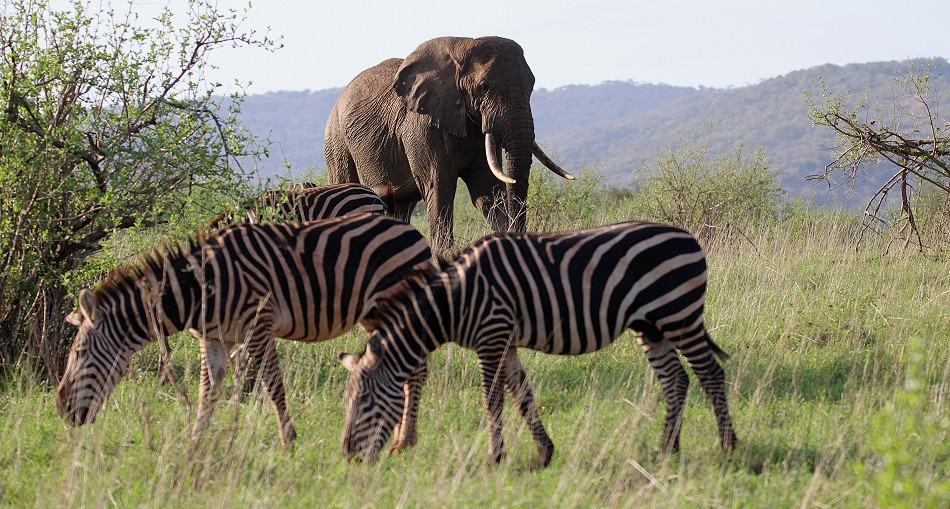 große Elefantenbullen im Lumo Conservancy