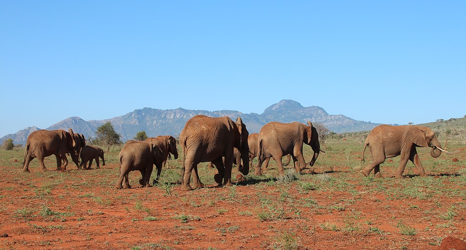 Rote Elefanten im Lumo Conservancy