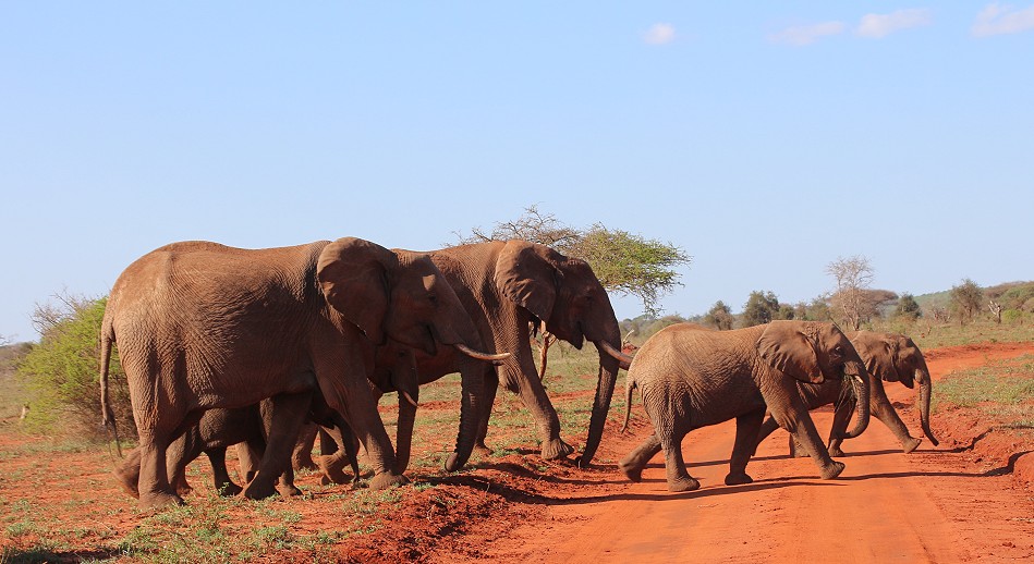 Rote Elefanten im Lumo Conservancy