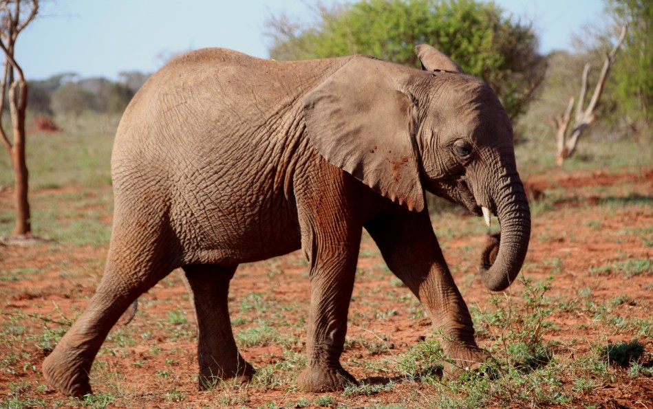 Rote Elefanten im Lumo Conservancy