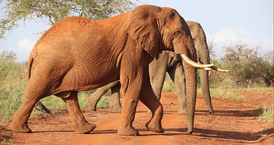 große Elefantenbullen im Lumo Conservancy