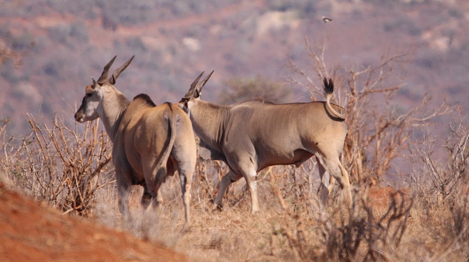 Elendantilopen im Lumo Conservancy