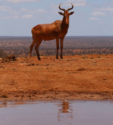 Soroi Lions Bluff Foto Hide - Lumo Conservancy