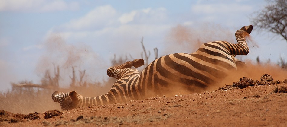 Soroi Lions Bluff Foto Hide - Lumo Conservancy