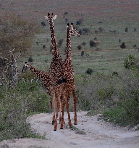 Masai Giraffen im Lumo Reservat
