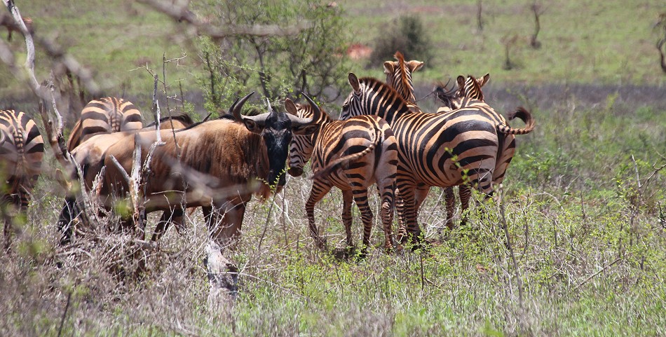 Zebras und Gnus im Lumo Reservat