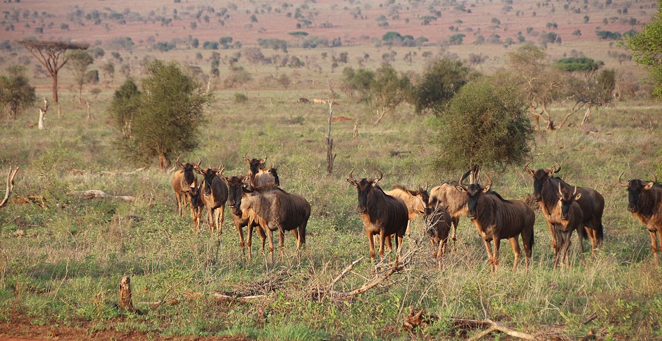 Gnus im Lumo Reservat