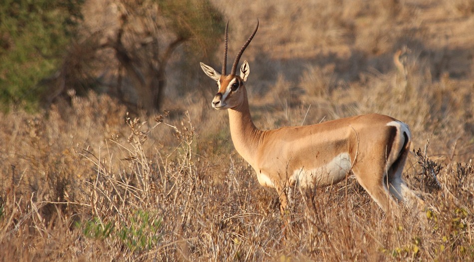 südliche Grantgazelle im Lumo Conservancy