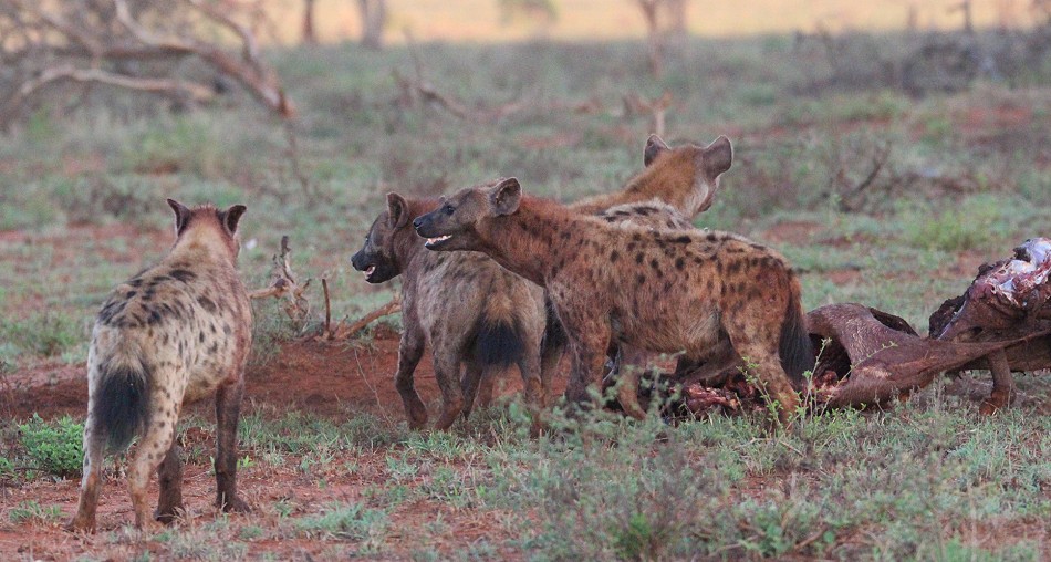 Tüpfelhyänen im Lumo Conservancy