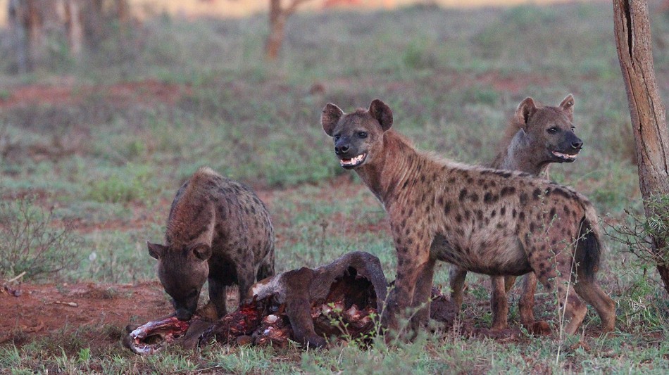 Tüpfelhyänen im Lumo Conservancy