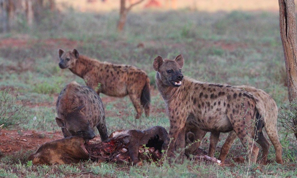 Tüpfelhyänen im Lumo Conservancy