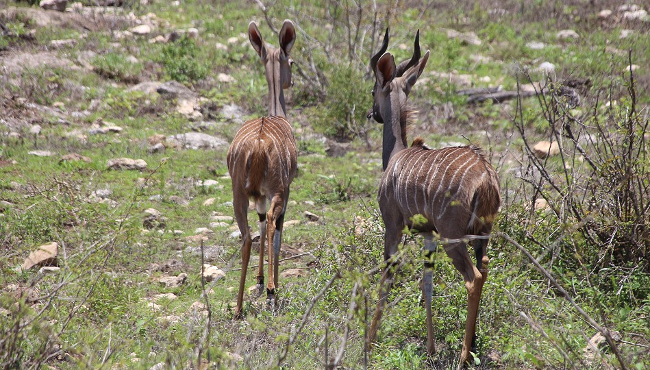 Kleine Kudus im Lumo Conservancy