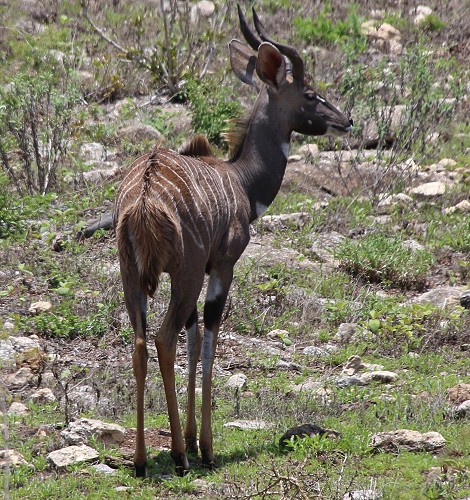 Kleine Kudus im Lumo Conservancy