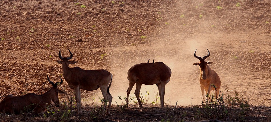 Kongoni Antilope