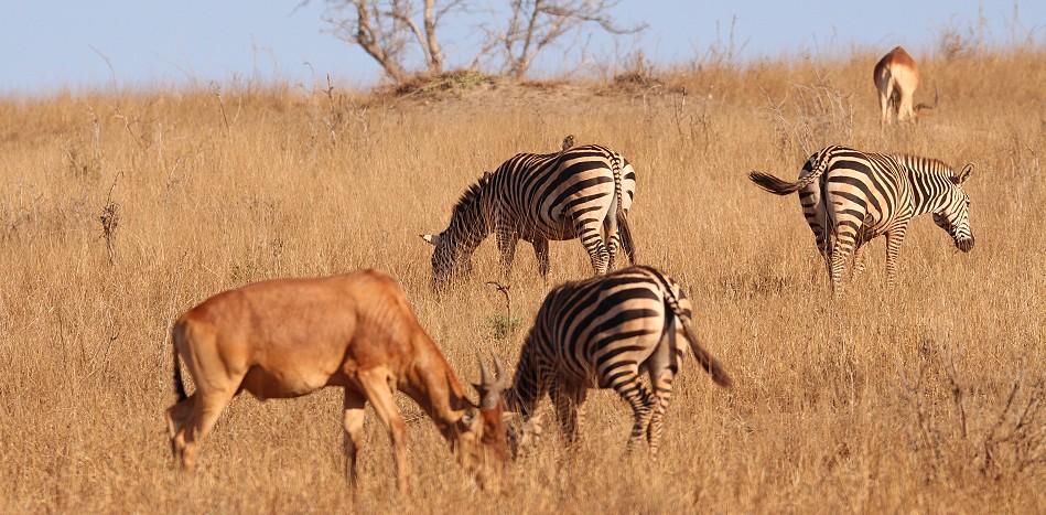 Kongonis und Zebras im Lumo Reservat