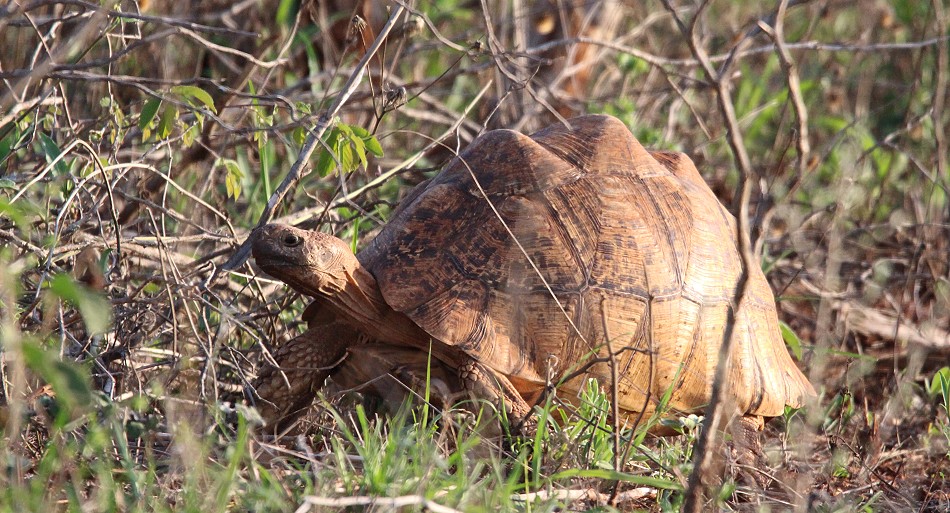Leopardschildkröte im Lumo Reservat