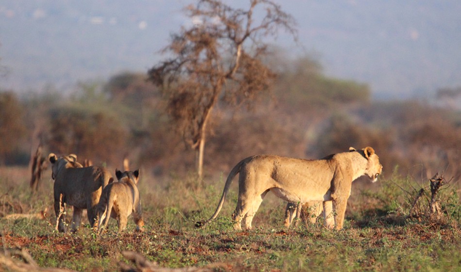 Löwen im Lumo Conservancy