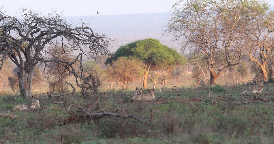 Löwen im Lumo Conservancy