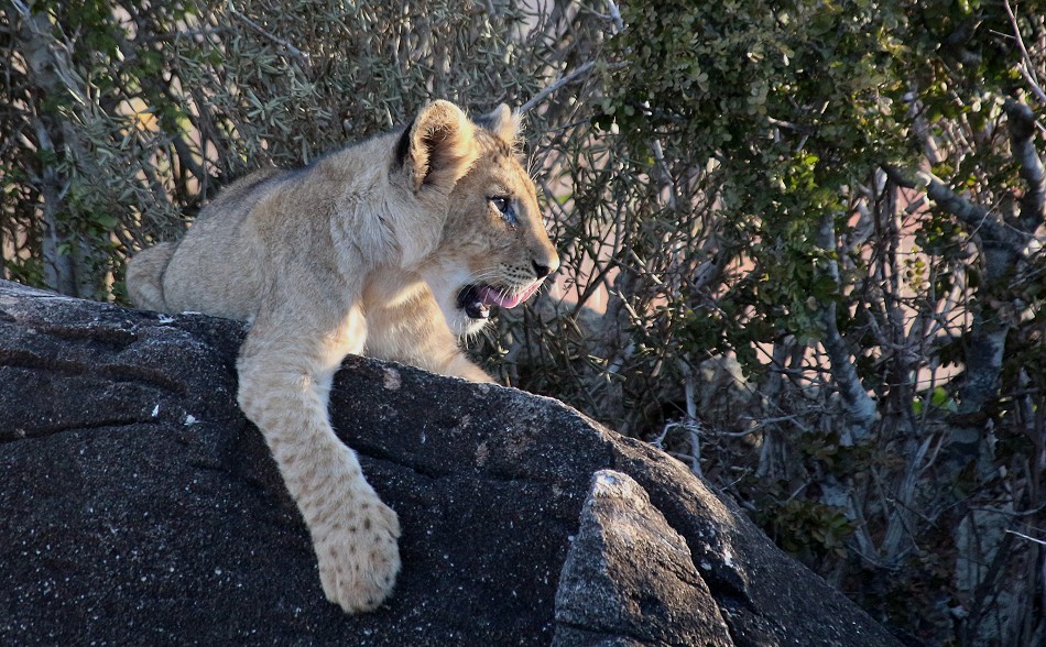 zwei Löwinnen und drei Junge im Lumo Reservat unterhalb der Lions Bluff Lodge