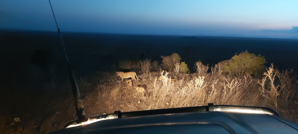 zwei Löwinnen und drei Junge im Lumo Reservat unterhalb der Lions Bluff Lodge