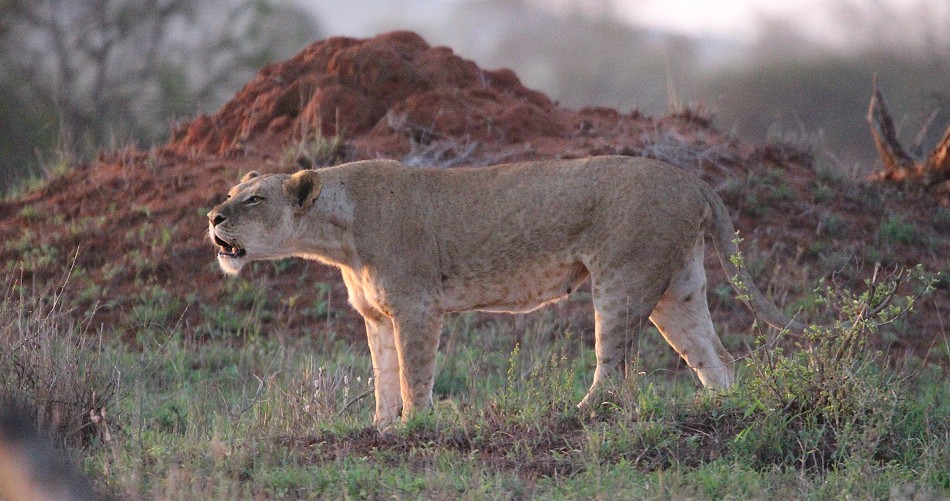 brüllende Löwen im Lumo Conservancy