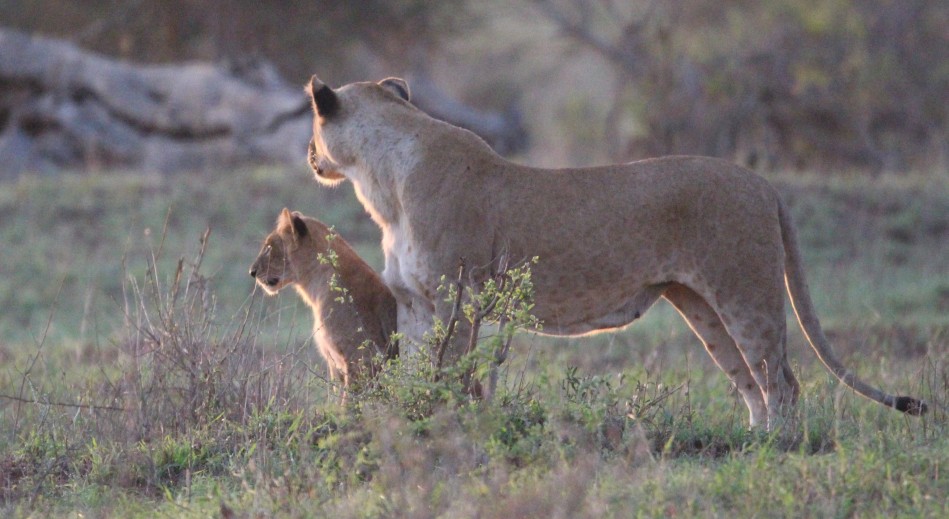 brüllende Löwen im Lumo Conservancy