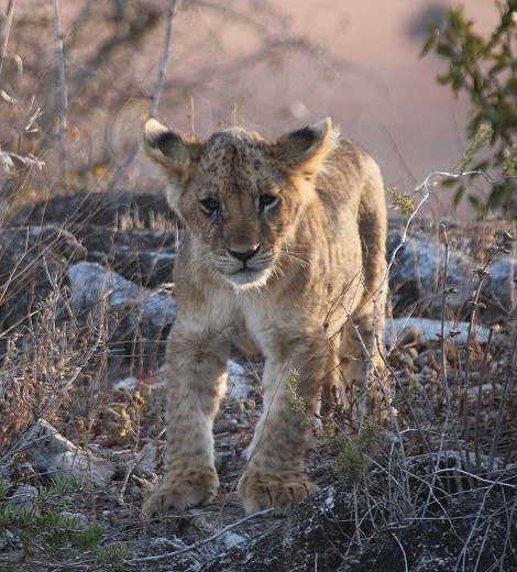zwei Löwinnen und drei Junge im Lumo Reservat unterhalb der Lions Bluff Lodge