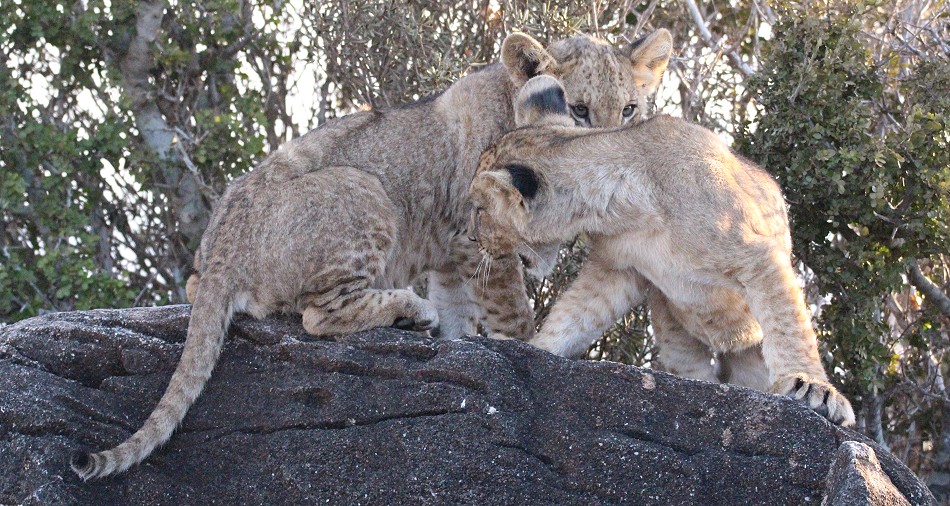 zwei Löwinnen und drei Junge im Lumo Reservat unterhalb der Lions Bluff Lodge