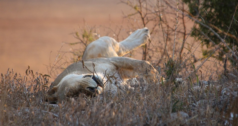 zwei Löwinnen und drei Junge im Lumo Reservat unterhalb der Lions Bluff Lodge