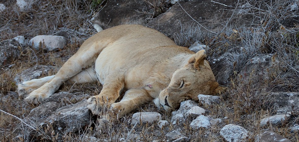 zwei Löwinnen und drei Junge im Lumo Reservat unterhalb der Lions Bluff Lodge