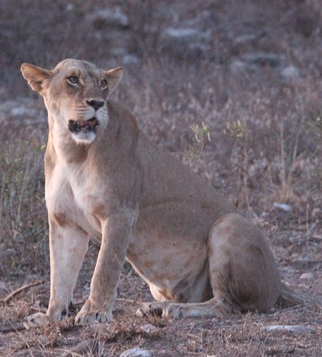 zwei Löwinnen und drei Junge im Lumo Reservat unterhalb der Lions Bluff Lodge