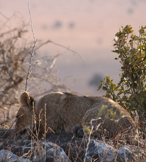 zwei Löwinnen und drei Junge im Lumo Reservat unterhalb der Lions Bluff Lodge