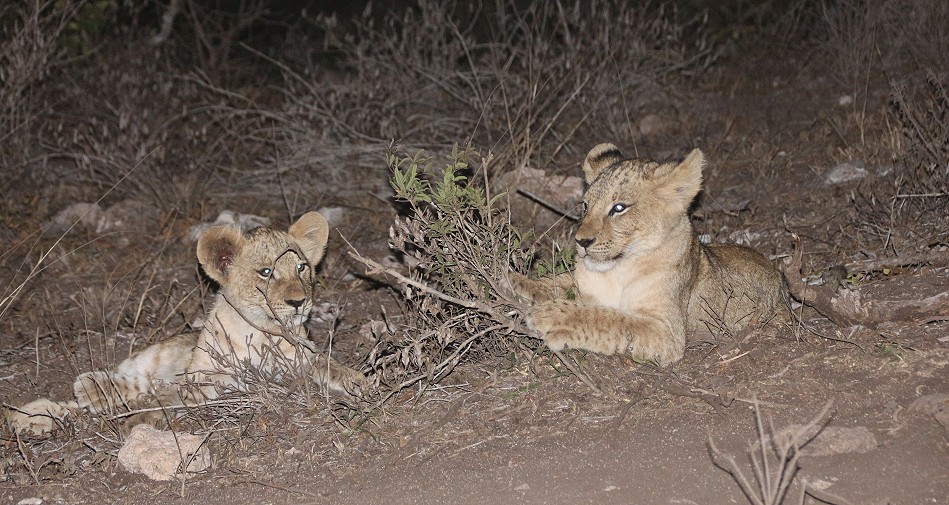 zwei Löwinnen und drei Junge im Lumo Reservat unterhalb der Lions Bluff Lodge